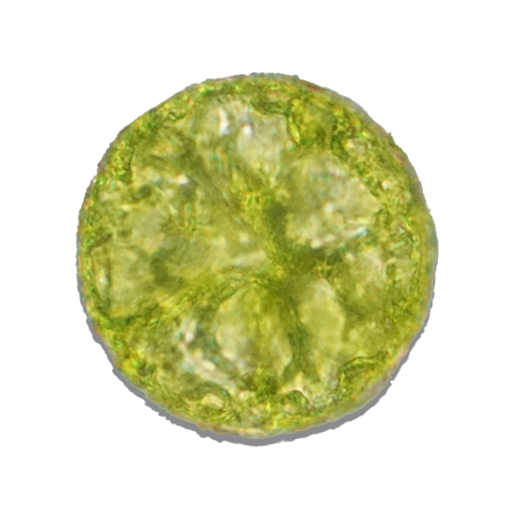 Green Marine Mirco-Algae Extract