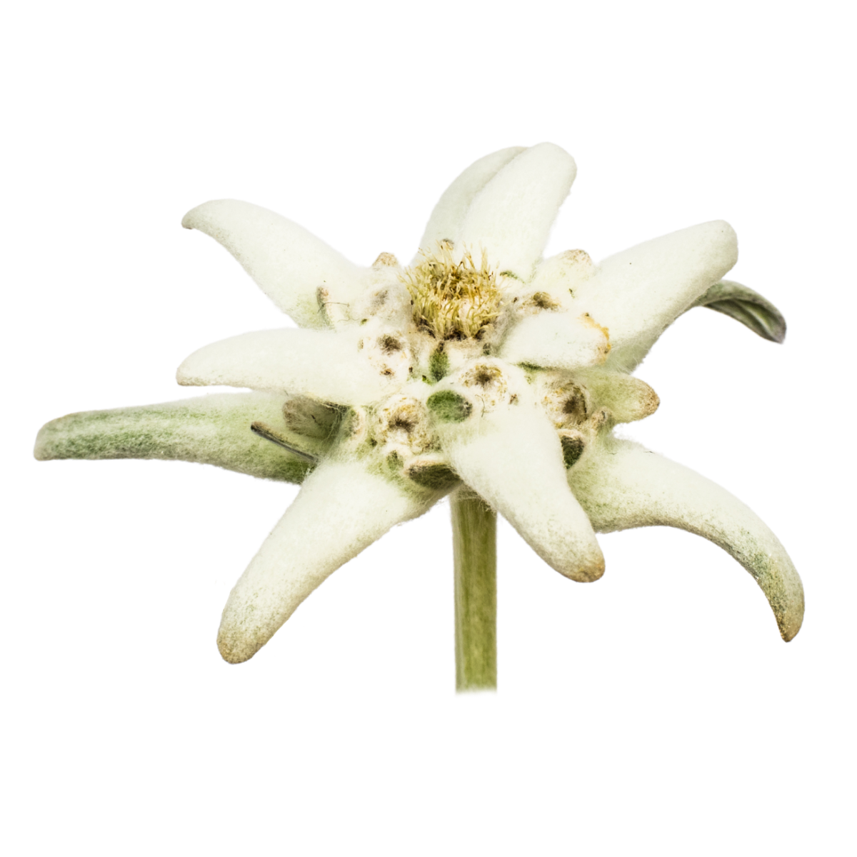Edelweiss Culture Extract