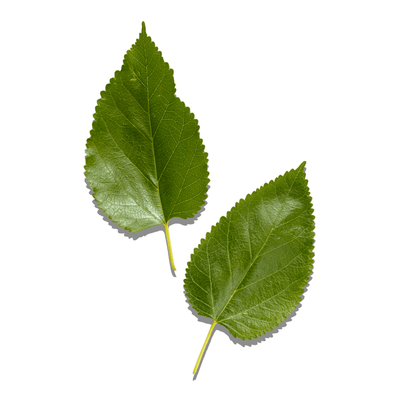 Nicotiana Benthamiana Hexapeptide-40 sh-Polypeptide-76