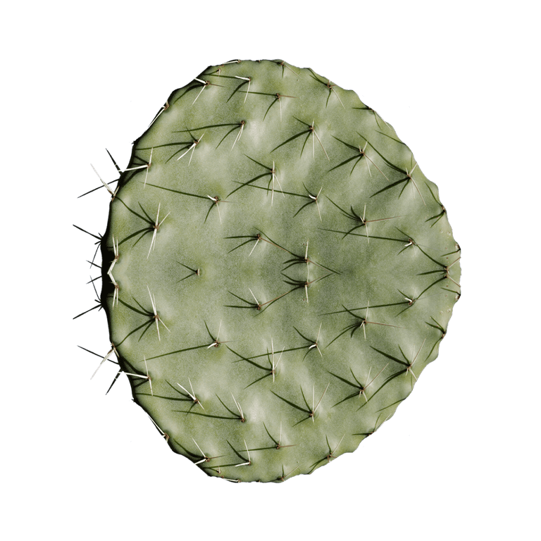 Opuntia Ficus-Indica Fruit
Extract