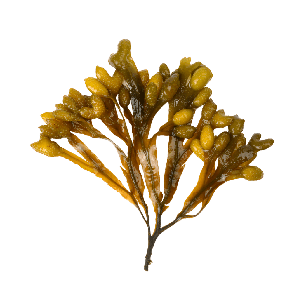 Ascophyllum nodosum extract