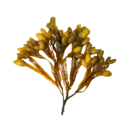 Ascophyllum nodosum extract