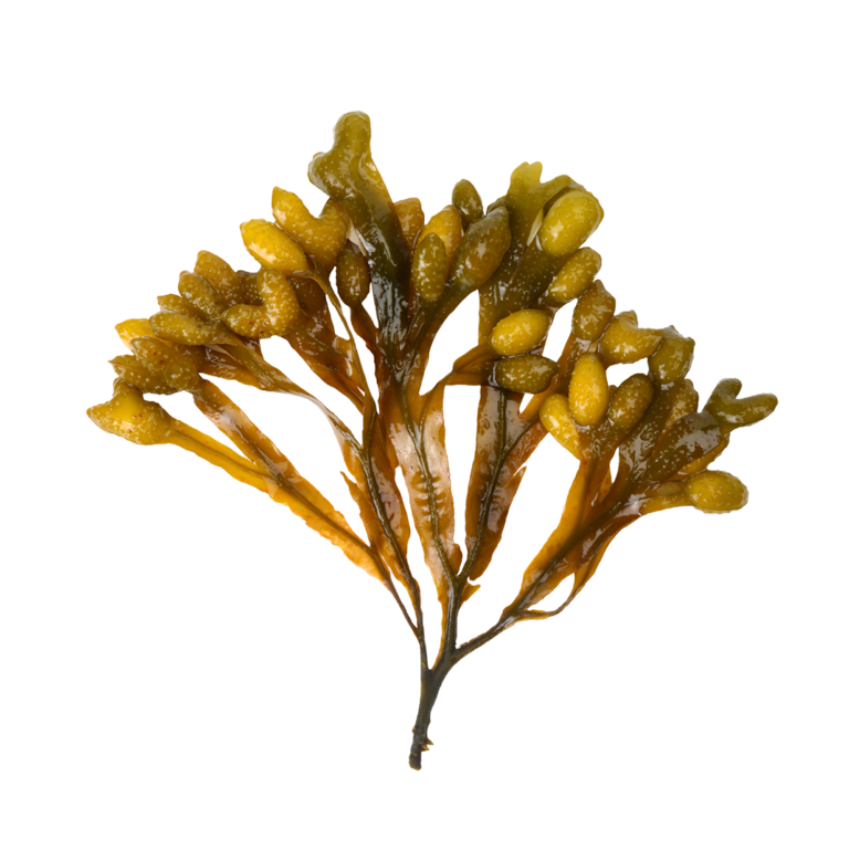 Ascophyllum nodosum extract