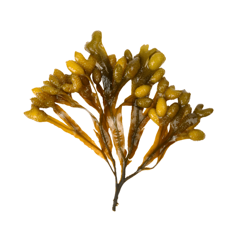 Ascophyllum nodosum extract