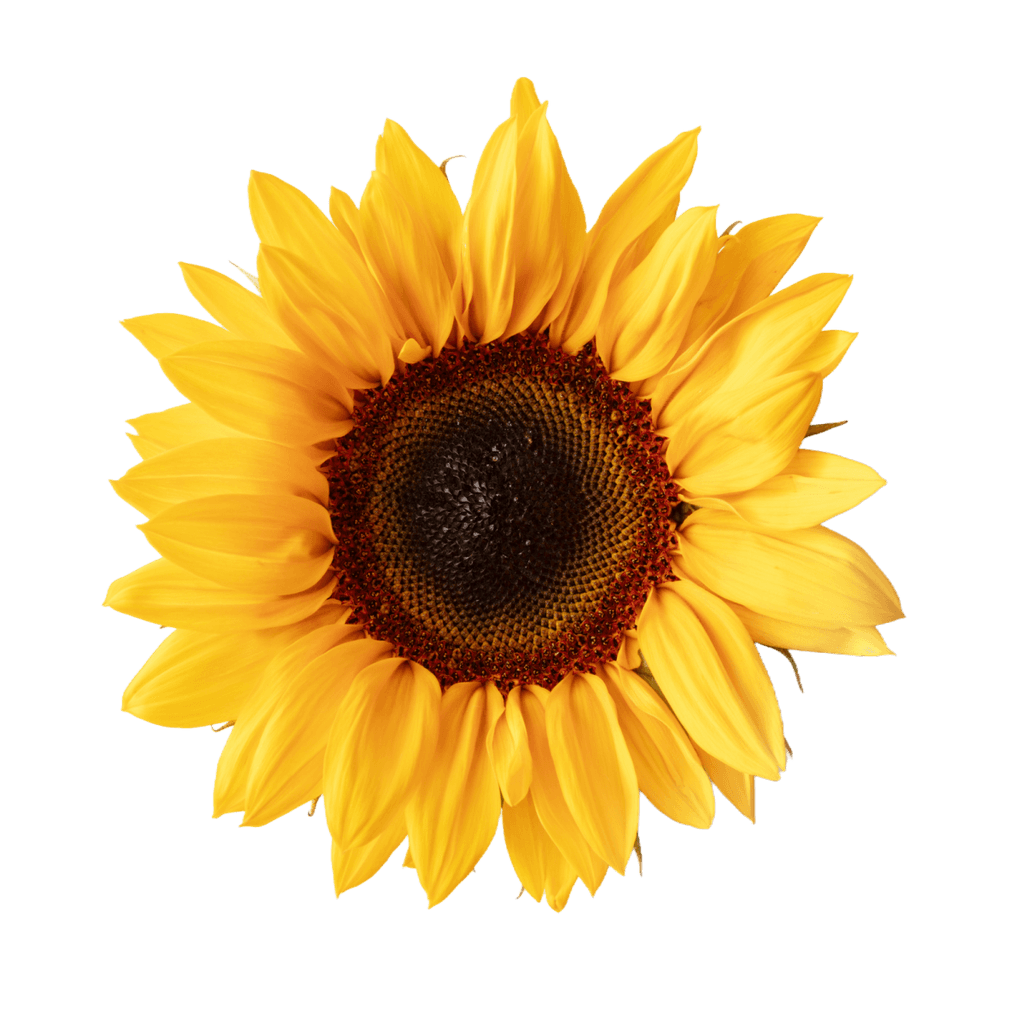 Helianthus Annuus (Sunflower) Seed
Extract