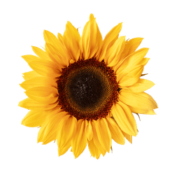Helianthus Annuus (Sunflower) Seed
Extract
