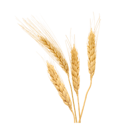 Hordeum Vulgare Extract