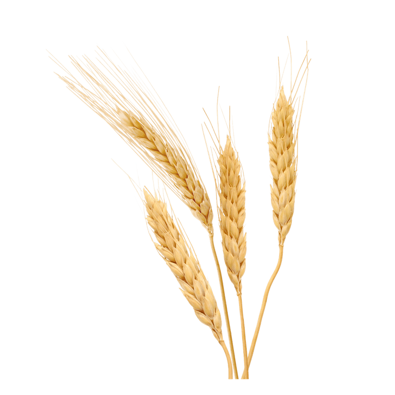 Hordeum Vulgare Extract